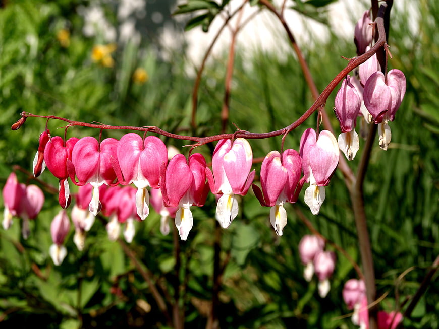 Pink Bleeding Heart Flowers Hanging on a Stem