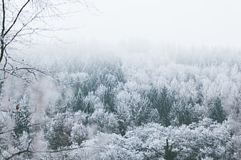 Snowy winter forest landscape with fog and frosted trees