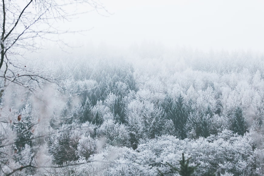 Snowy winter forest landscape with fog and frosted trees