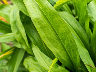 Close-up of vibrant green plant leaves with natural texture
