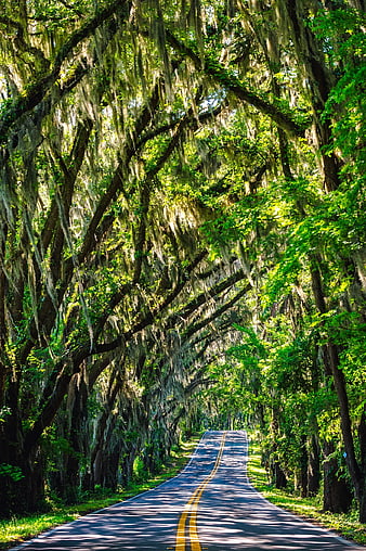 Scenic Road Through Moss-Draped Forest Tunnel