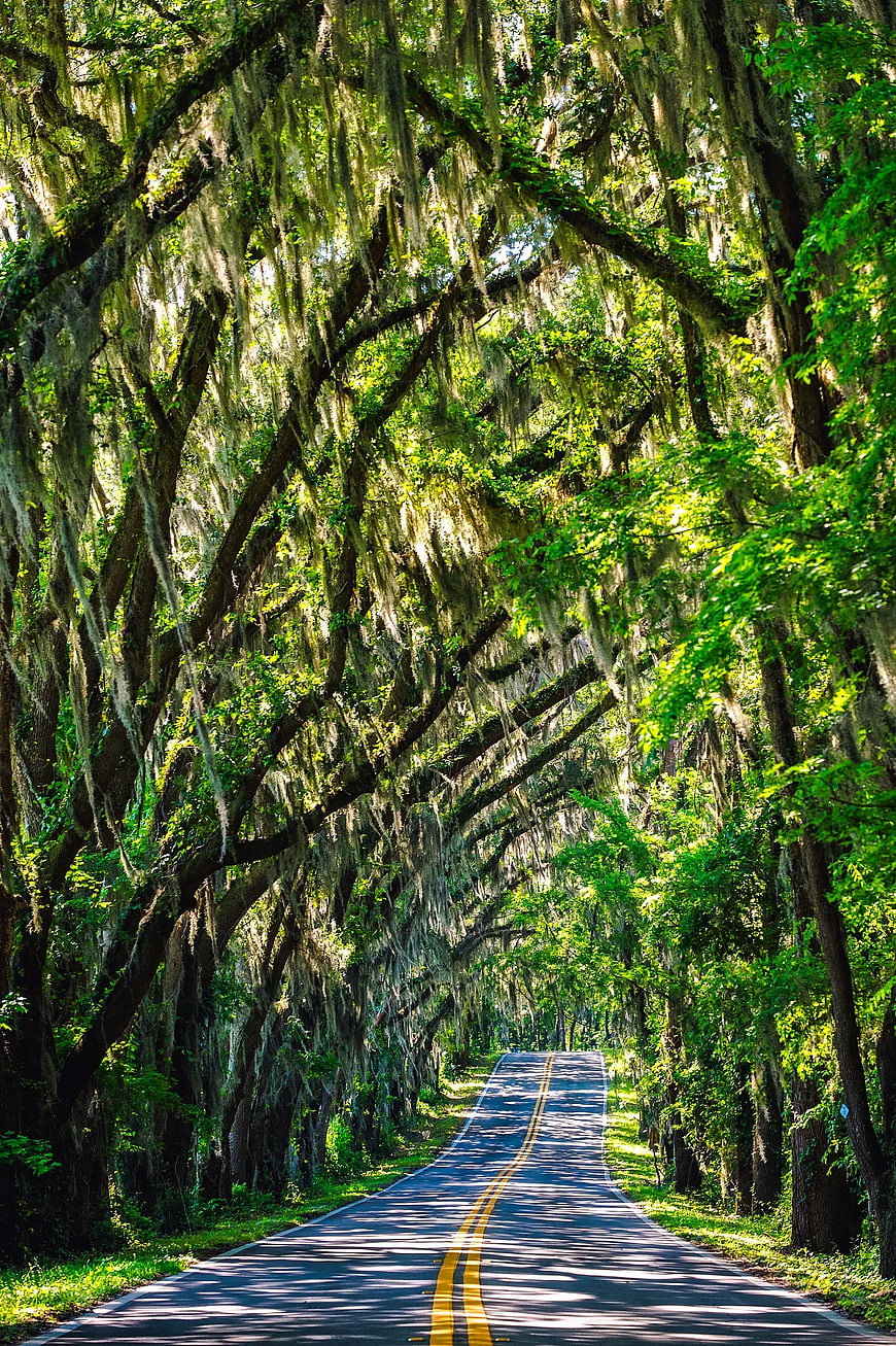 Scenic Road Through Moss-Draped Forest Tunnel