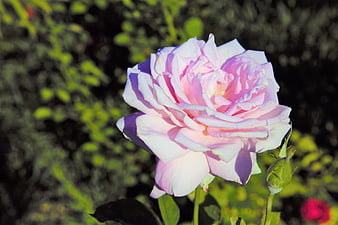 Close-up of a delicate pink rose in a garden
