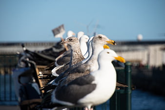Seagulls perched on railing with one looking away