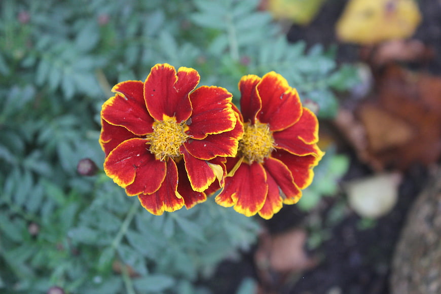 Close-up of vibrant red and yellow marigold flowers in a garden
