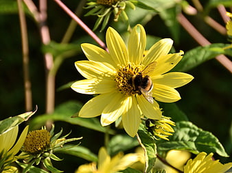 Bumblebee Pollinating Yellow Wildflower in Sunlight