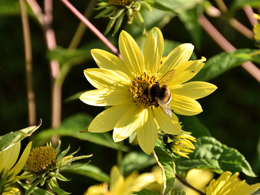 Bumblebee Pollinating Yellow Wildflower in Sunlight