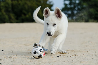 White Shepherd Puppy Playing with Soccer Ball on Sand