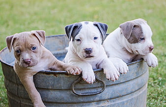 Three cute puppies sitting in a rustic metal bucket on a grassy lawn