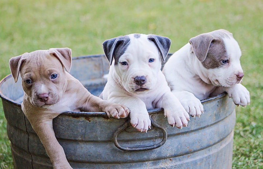 Three cute puppies sitting in a rustic metal bucket on a grassy lawn