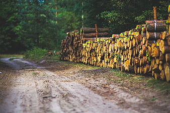 Stacked logs along a dirt road in a forest