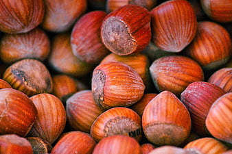 Close-up of raw hazelnuts in shells with warm autumn tones