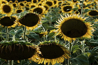 Vibrant Sunflower Field with Yellow Blooms and Green Leaves