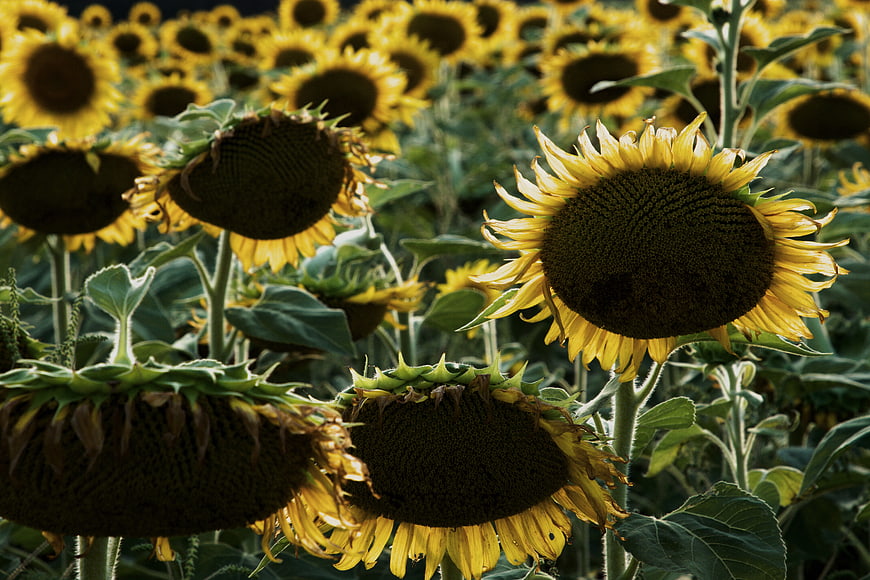 Vibrant Sunflower Field with Yellow Blooms and Green Leaves