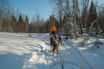 Dog Sledding Adventure in Snowy Winter Forest