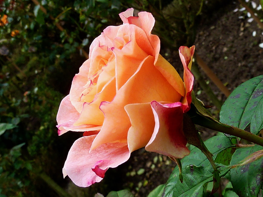 Close-up of a Peach and Pink Rose in a Garden