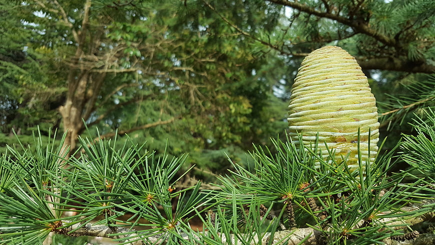 Close-up of a young green pine cone on a branch