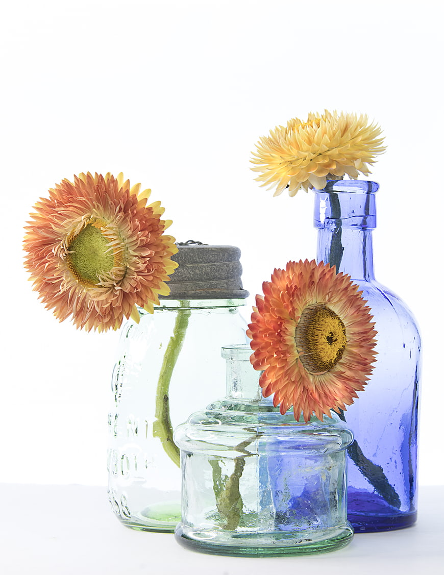 Dried Strawflowers in Vintage Glass Bottles on White Background