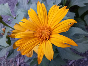 Vibrant yellow Mexican sunflower close-up with green leaves