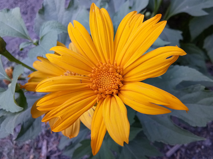 Vibrant yellow Mexican sunflower close-up with green leaves