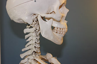 Close-up of human skull and cervical spine anatomy model