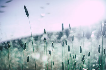 Dreamy wild grass field with soft sunlight and bokeh