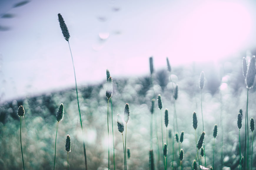 Dreamy wild grass field with soft sunlight and bokeh