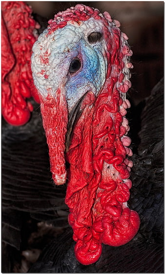 Close-up portrait of a turkey head with red wattle and blue face