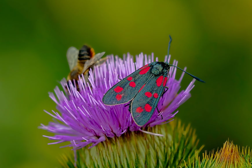 Six-spot Burnet Moth and Bee on Purple Thistle Flower