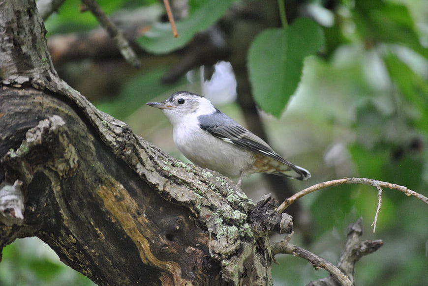 White-breasted Nuthatch perched on a textured tree branch