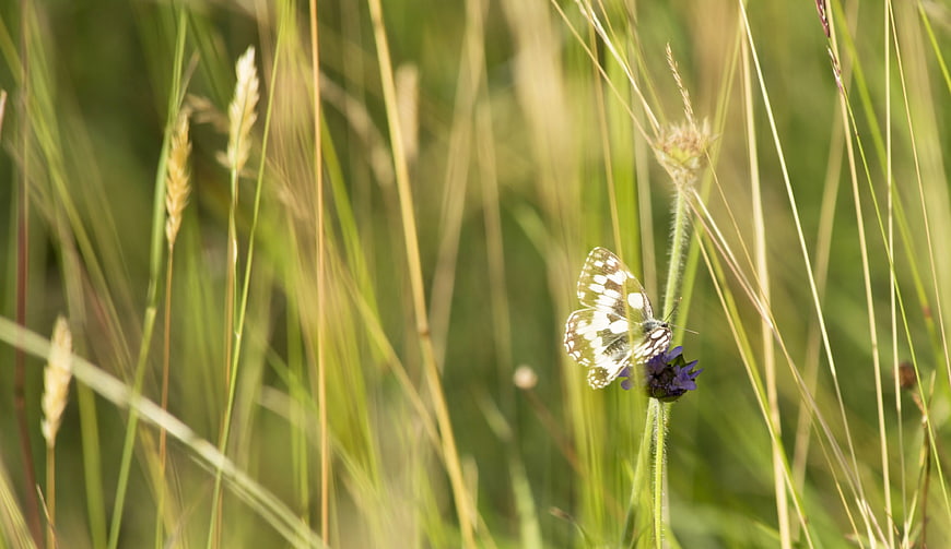 White Marbled Butterfly on Purple Flower in Meadow