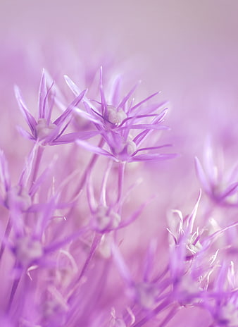 Macro Close-Up Of Delicate Purple Allium Flowers In Soft Focus