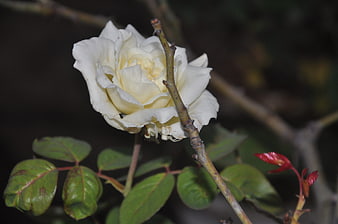 Close-up of a white rose with green leaves and thorny stem