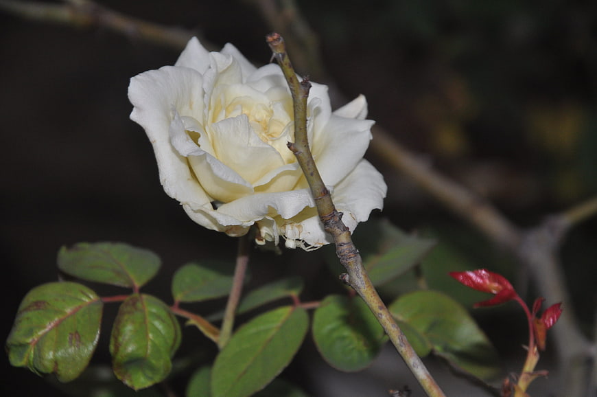 Close-up of a white rose with green leaves and thorny stem