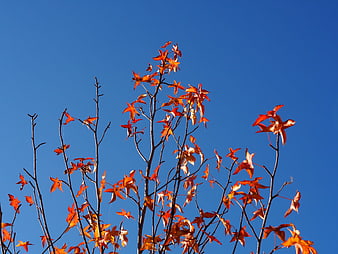Red maple leaves against a clear blue autumn sky