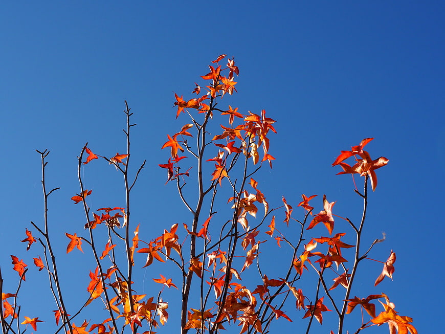 Red maple leaves against a clear blue autumn sky