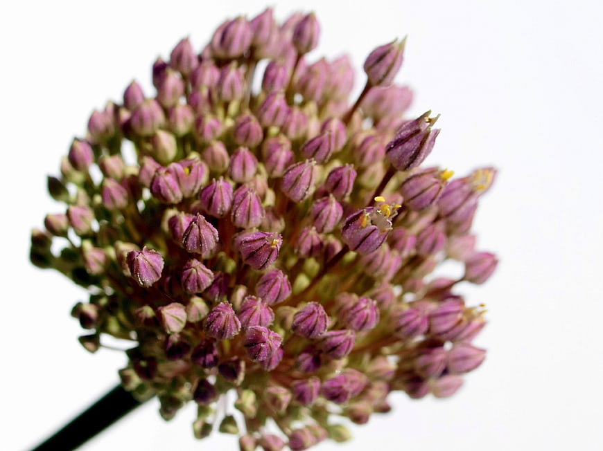 Close-up of purple onion flower bud cluster on white background