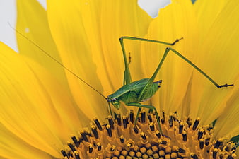 Green Katydid Insect on Yellow Sunflower Close Up