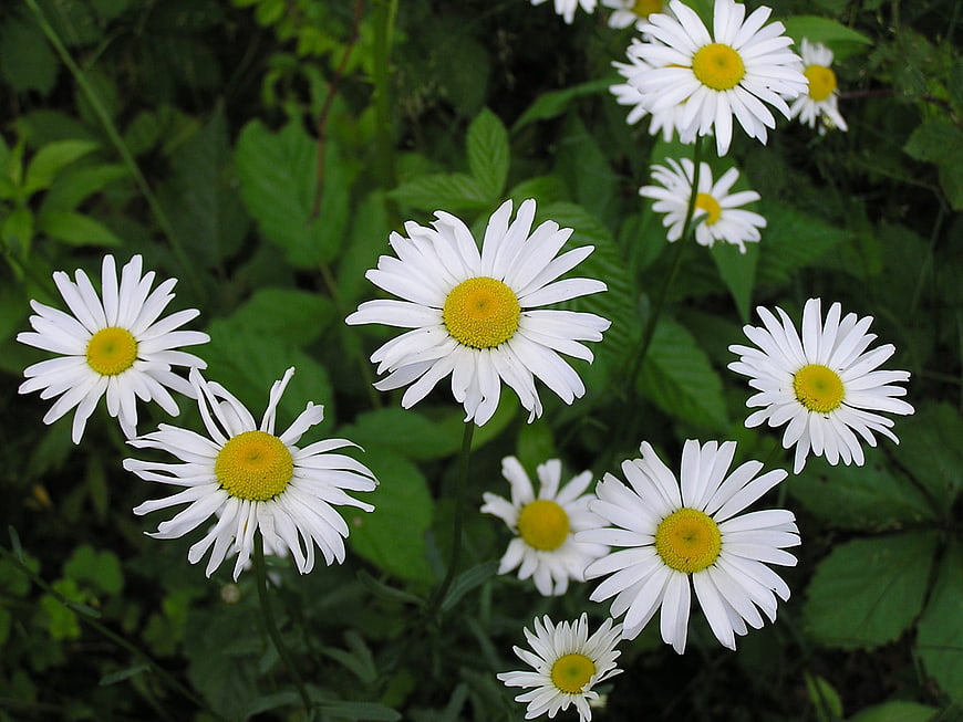 White Daisies with Yellow Centers in Green Foliage
