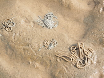 Lugworm casts on wet sand beach macro texture