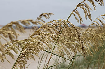 Close-up of golden sea oats grass on a sandy beach