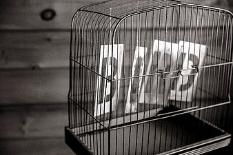 Black and white birdcage with money inside on wooden background