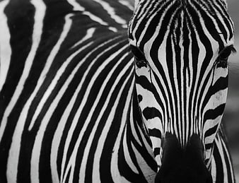 Close-up black and white zebra face with stripes