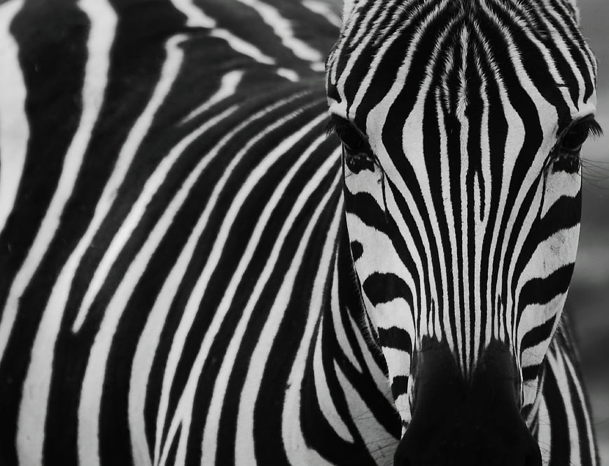 Close-up black and white zebra face with stripes