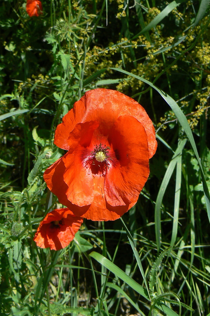 Vibrant Red Poppy Flower in Green Meadow