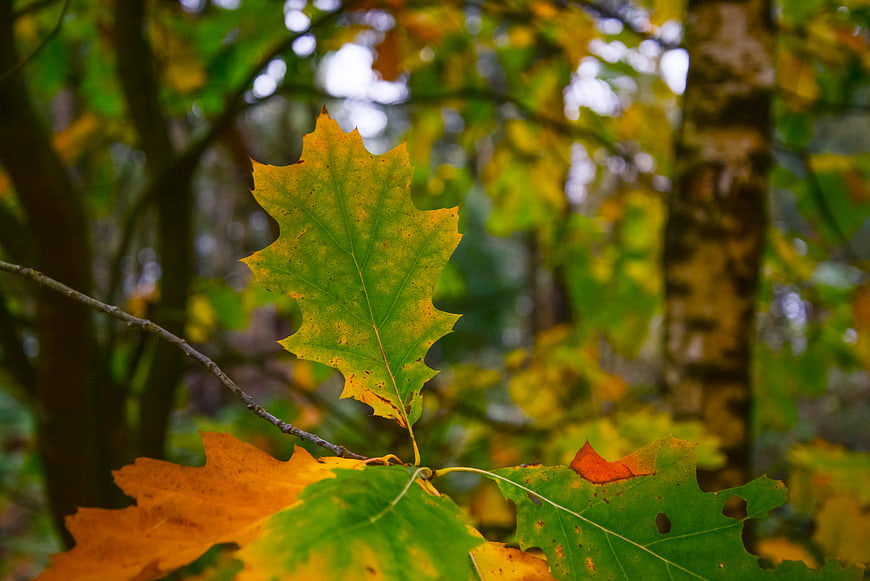 Close-up of colorful oak leaves in autumn forest