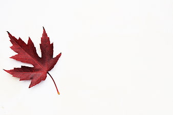 Red Maple Leaf on White Background with Copy Space