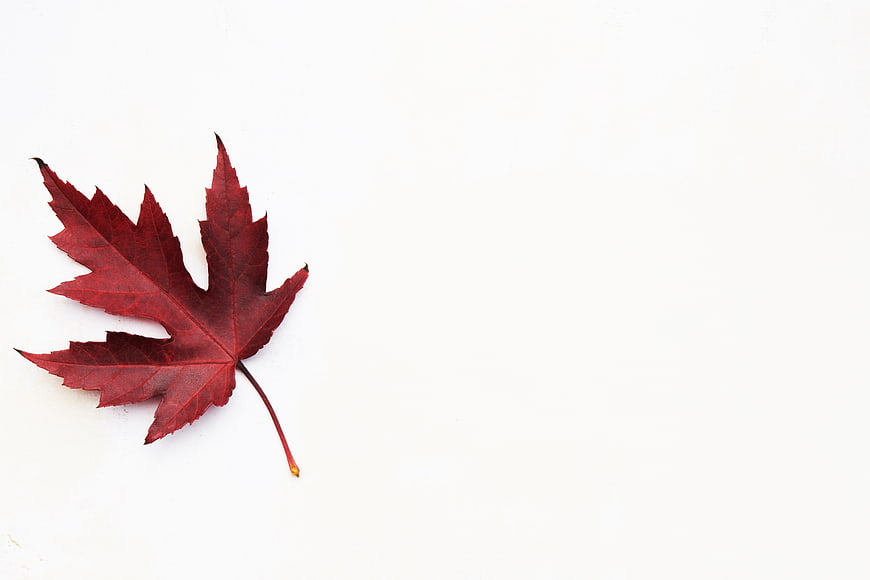 Red Maple Leaf on White Background with Copy Space