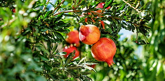 Ripe Pomegranates Growing On A Leafy Green Tree Branch