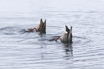 Two ducks diving for food in calm water
